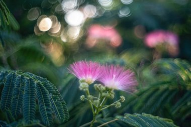 Albizia julibrissin with a bubble bokeh, picture taken with member of my lens family, the vintage lens Domiron 50 mm f 2 of Meyer Optik Gorlitz, DDR. High quality photo clipart