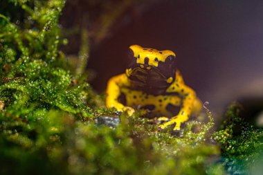 Lökosit dendrobates. Çoğu zehirli ok kurbağası gibi bu kurbağa da potansiyel yırtıcılara tatsız ve zehirli bir yemek yapacakları uyarısı olarak dönek renkler geliştirmiştir. Yüksek kalite fotoğraf