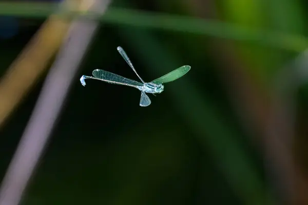 Stock image Flying Blue-tailed damselfly, Ischnura elegans, seen in its nature habitat. Europe wildlife nature. High quality photo