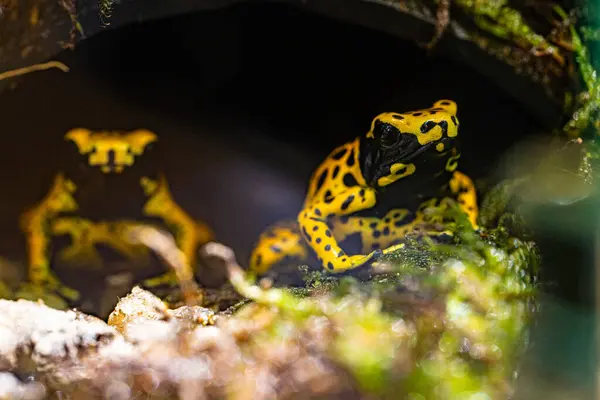 stock image Dendrobates leucomelas. Like most poison dart frogs, this frog has evolved aposematic colouration as a warning to potential predators that it will make an unpalatable or toxic meal. High quality photo