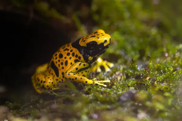 Lökosit dendrobates. Çoğu zehirli ok kurbağası gibi bu kurbağa da potansiyel yırtıcılara tatsız ve zehirli bir yemek yapacakları uyarısı olarak dönek renkler geliştirmiştir. Yüksek kalite fotoğraf