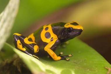 Sarı bantlı zehirli ok kurbağası, Dendrobates lökomileri, yaban arısı kurbağası. Bu amfibi, normalde tropikal yağmur ormanlarında, tatlı suya yakın çok nemli koşullarda bulunur. Yüksek kalite fotoğraf