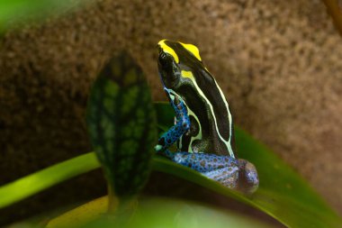 Boyalı Zehirli Kurbağa Dendrobates tinctorius f Surinam kobalt büyük, eşsiz ve değişken renkli kurbağalardır. Her kurbağa kendine özgüdür, çeşitlilik sonsuzdur. Yüksek kalite fotoğraf