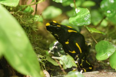 Zehirli Boya Kurbağası Dendrobates Tinctorius, SSCB lensleri Volna 9 ile çekilmiş. En değişken renkli ve en büyük zehirli dart kurbağası türüdür. Yüksek kalite fotoğraf