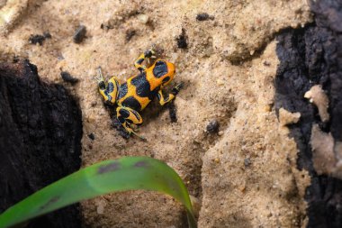 Zehirli kurbağa Intermedius 'u taklit et, Ranitomeya imitator f. Daha önce Dendrobates imitatörü, Ranitomeya yurimenguensis ve Ranitomeya intermedia olarak biliniyordu. Yüksek kalite fotoğraf