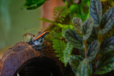 Golfodulcean Zehirli Kurbağa, Phylloates Vittatus. Kurbağa, korunmak için toksini çok renkli vücuduyla tanıtır. Kosta Rika 'ya özgüdür. Yüksek kalite fotoğraf
