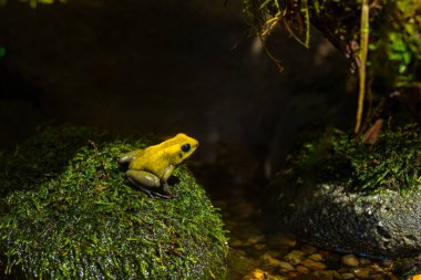 Kara bacaklı zehirli dart kurbağası Phylloates iki renkli dart, Kolombiya 'nın Choco bölgesinin tropikal ormanlarında yaygın olarak bulunan ikinci en zehirli dart kurbağasıdır. Yüksek kalite fotoğraf