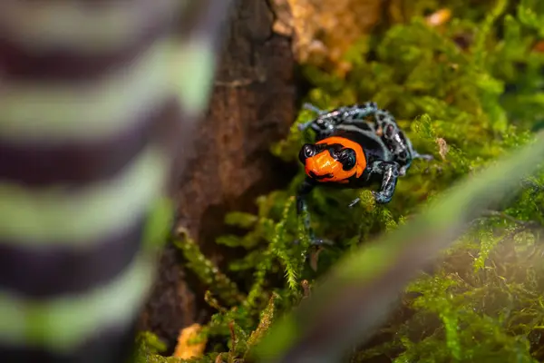 Stock image Blessed poison frog, Ranitomeya benedicta is one of the most beautiful and easy to breed small frogs in the Ranitomeya genus. High quality photo