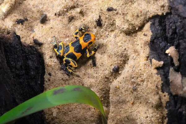 stock image Mimic poison frog Intermedius, Ranitomeya imitator f. Intermedius. Previously Known as Dendrobates imitator, Ranitomeya yurimenguensis and Ranitomeya intermedia. High quality photo