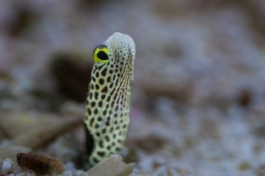 Benekli yılan balığı, Heteroconger hassi, Congridae familyasından bir heteroconger türüdür. Indo Pasifik 'e özgüdür. Sadece kumlu dipteki kolonilerde yaşar..