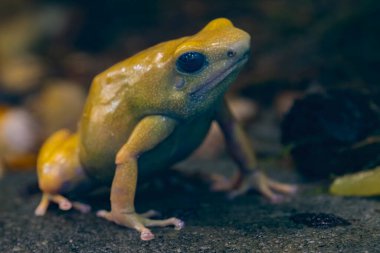 Yeşil ve siyah zehirli kurbağa Denrobates Auratus El Oro son derece zehirli bir hayvandır. Kurbağanın sahip olduğu çok az miktarda zehir insan kalbinin atmasını durdurmak için yeterlidir. Yüksek kalite fotoğraf