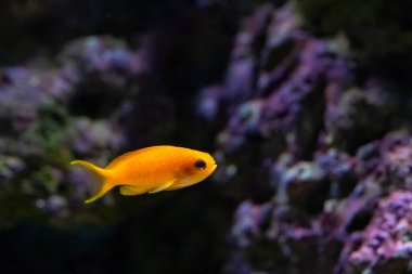 Also known lyretail coralfish, onestripe goldie, lyretail anthias, lyretail fairy basslet, orange fairy basslet, orange seaperch, scalefin basslet, scalefin Fairy basslet and scalefin anthias clipart