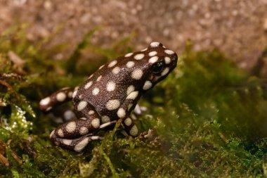 Maranon zehirli kurbağası, gizemli dışavurumlar. Bu en ayırt edici zehirli kurbağalardan biri. Yetişkinler siyah ya da kahverengidir ve beyaz benekler tüm vücudu kaplar. Yüksek kalite fotoğraf