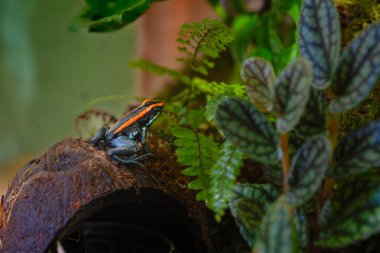 Golfodulcean Zehirli Kurbağa, Phylloates Vittatus. Kurbağa, korunmak için toksini çok renkli vücuduyla tanıtır. Kosta Rika 'ya özgüdür. Yüksek kalite fotoğraf