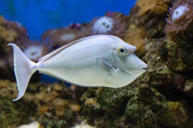 Bluespine unicornfish (Naso unicornis), Acanthuridae familyasından bir balık türü. Bu tür İndo Pasifik 'te bulunur.