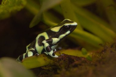 Green and black poison frog Green. This species has also been introduced to Oahu, Hawaii in an effort to lower mosquito numbers. High quality photo clipart