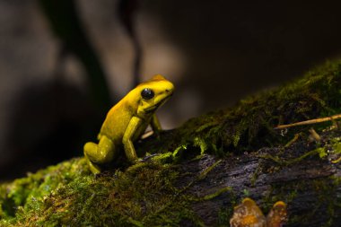 Kara bacaklı zehirli dart kurbağası Phylloates iki renkli dart, Kolombiya 'nın Choco bölgesinin tropikal ormanlarında yaygın olarak bulunan ikinci en zehirli dart kurbağasıdır. Yüksek kalite fotoğraf