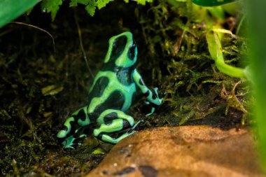 Dendrobates auratus Green, yeşil ve siyah zehirli kurbağa Green, Volna 950 2.8. Yüksek kalite fotoğraf