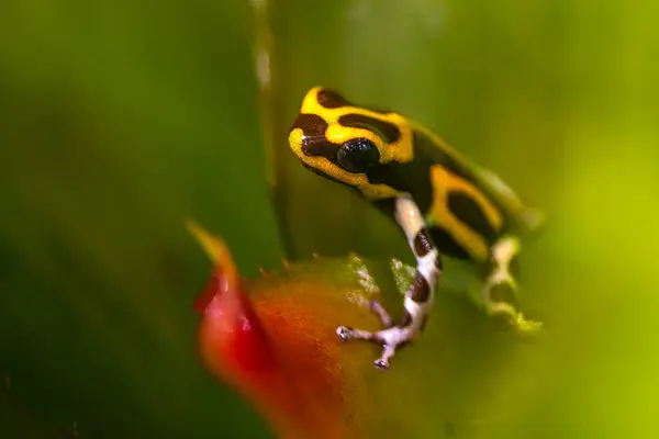 Summers zehirli kurbağası, Ranitomeya summersi Reticulated, Peru 'da yaşayan ve fantastikadan yeniden sınıflandırılan bir ova türüdür. IUCN bu kurbağayı tehlike altında olarak sınıflandırıyor. Yüksek kalite fotoğraf