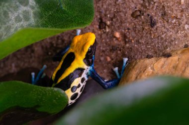 Zehirli kurbağa Brezilyalısı, Dendrobates tinctorius Brazilian. Tüm Tinctorius 'lar çok bölgeseldir ve vahşi doğadaki büyük alanları savunurlar. Dişiler saldırgandır. Yüksek kalite fotoğraf