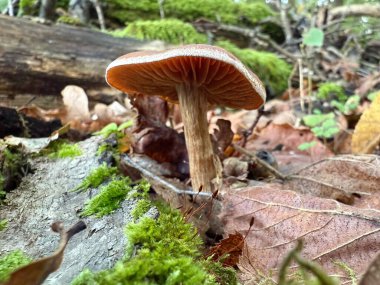 Cortinarius, Cortinariaceae familyasından bir mantar cinsidir. 2000 'den fazla yaygın türe sahip en büyük agarik cinsi olduğundan şüpheleniliyor.