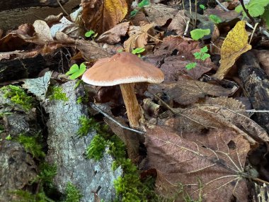 Cortinarius, Cortinariaceae familyasından bir mantar cinsidir. 2000 'den fazla yaygın türe sahip en büyük agarik cinsi olduğundan şüpheleniliyor.