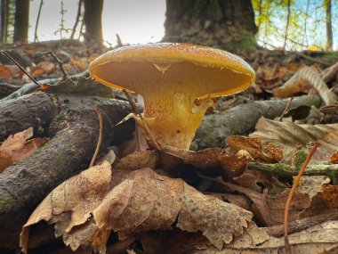 Suillus grevillei, yaygın olarak Grevilles bolete, tamarack jack ya da larch bolete olarak bilinir. Dar, parlak renkli bir mantar, sümüksü tabakasıyla parlak ve ıslak görünümlü.