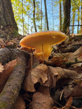 Suillus grevillei, yaygın olarak Grevilles bolete, tamarack jack ya da larch bolete olarak bilinir. Dar, parlak renkli bir mantar, sümüksü tabakasıyla parlak ve ıslak görünümlü.