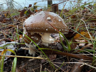Amanita panterina, Avrasya 'da zehirli ve psikoaktif özellikleri olan bir mantar türüdür. Yüksek kalite fotoğraf