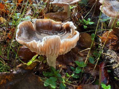 Entoloma, Agaricales familyasından bir mantar cinsidir. İngilizcede pembemsi solungaçlar, bazidiocarplar, meyve gövdeleri, tipik olarak agaricoid solungaçlı mantarlardır. Yüksek kalite fotoğraf