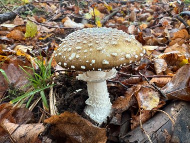 Amanita pantherina, also known as the panther cap, false blusher, and the panther amanita is a species of fungus found in Eurasia with poisonous and psychoactive properties. High quality photo clipart