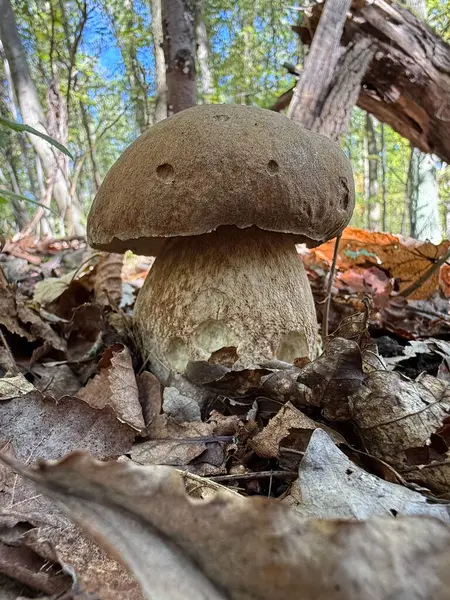 Boletus retikülatus, Avrupa 'nın yaprak döken ormanlarında meydana gelir ve burada meşe türleriyle simbiyotik bir Mycorrhizal ilişki oluşturur. Mantar, genel olarak toplanan meyve veren cisimler üretir.. 