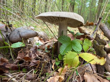 Entoloma is a genus of fungi in the order Agaricales. Called pinkgills in English, basidiocarps, fruit bodies, are typically agaricoid - gilled mushrooms. High quality photo clipart