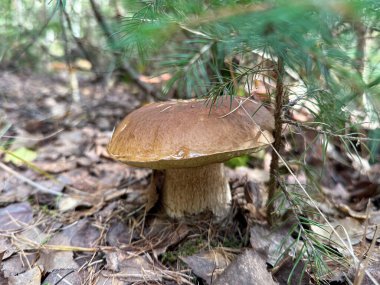 Boletus edulis, cep, penny bun, porcino or porcini is a type species of the genus Boletus. Widely distributed in the Northern Hemisphere across Europe, Asia, and North America. High quality photo clipart