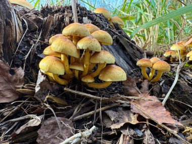 Hypholoma is a common, often in large clumps on stumps, dead roots or rotting trunks of broadleaved trees. It is bitter and poisonous, consuming it can cause vomiting, diarrhea and convulsions. clipart