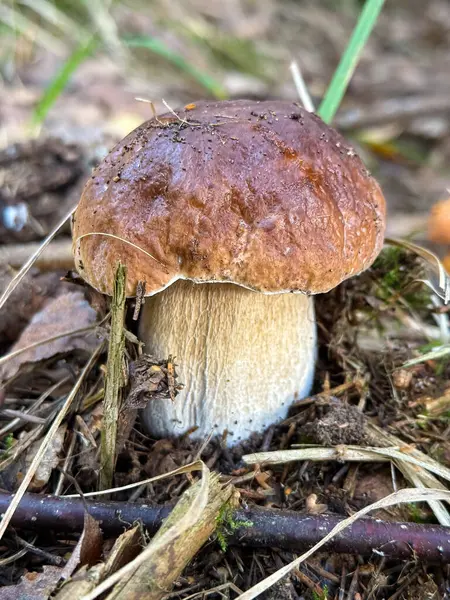 Boletus edulis, cep, penilik, porcino veya porcini, Boletus cinsinin bir türüdür. Kuzey Yarımküre 'ye, Avrupa, Asya ve Kuzey Amerika' ya yayılmıştır. Yüksek kalite fotoğraf