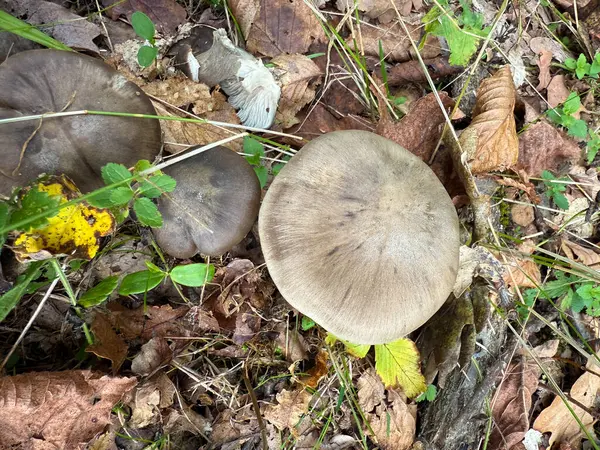 Entoloma, Agaricales familyasından bir mantar cinsidir. İngilizcede pembemsi solungaçlar, bazidiocarplar, meyve gövdeleri, tipik olarak agaricoid solungaçlı mantarlardır. Yüksek kalite fotoğraf