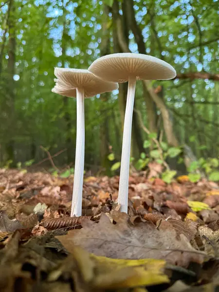 Hymenopellis radikali ya da yaygın olarak bilinen adıyla derin kök mantarı, kayın kökü ya da kök sapı, köklü sapıyla kolayca tanımlanan yaygın bir agarik türüdür. Yüksek kalite fotoğraf