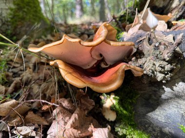 Picipes badius, commonly known as the black footed polypore or black leg, is a species of fungus in the family Polyporaceae. It causes a white rot of hardwoods and conifers.. High quality photo clipart