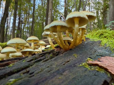 Holoma yaygın bir durumdur, genellikle kütükler, ölü kökler veya geniş yapraklı ağaç gövdeleri üzerindeki büyük kümelerde görülür. Acı ve zehirlidir. Tüketmek kusmaya, ishale ve konvülsiyona neden olabilir..