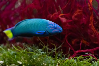 The moon wrasse, Thalassoma lunare, also known as the crescent or lyretail wrasse, is a species of wrasse native to the Indian Ocean and the western Pacific Ocean. It is an inhabitant of coral reefs. clipart