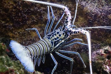 Panulirus versicolor, dikenli bir ıstakoz türüdür. Diğer isimler arasında boyanmış kaya veya bambu ıstakoz, mavi ıstakoz ve mavi dikenli ıstakoz yer alıyor..