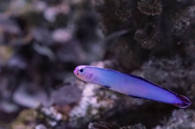 Nemateleotris decora, the elegant firefish or purple firefish, is a species of dartfish native to tropical waters in the Indo West Pacific. It is found over hard, open bottoms of reefs, sandy patches. clipart