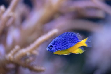 Kriptera hemisiyanea ya da kısaca gök mavisi, gök mavisi ya da yarı mavi küçük hanım olarak da bilinir. Hint Okyanusu ve Batı Pasifik 'e özgüdür.