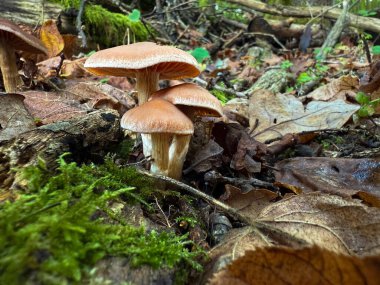 Cortinarius, Cortinariaceae familyasından bir mantar cinsidir. 2000 'den fazla yaygın türe sahip en büyük agarik cinsi olduğundan şüpheleniliyor.
