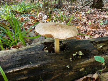 Pluteus cervinus, commonly known as the deer shield, deer mushroom, or fawn mushroom, is saprotrophic and fruit bodies are found on rotten logs, roots, tree stumps, sawdust, and other wood waste. clipart