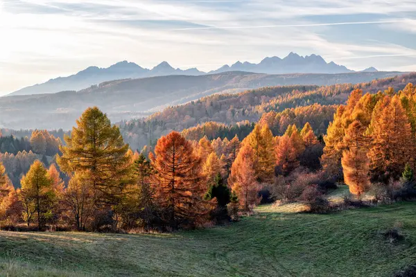 Güzel bir manzara, Slovakya 'nın yüksek Tatras dağ bölgesinde altın renkli karaçam ağaçları ile dolu bir sonbahar. Yüksek kalite fotoğraf
