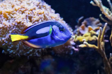 Paracanthurus hepatus, kraliyet balığı, palet cerrah balığı, kraliyet mavisi ya da su aygırı tang, mavi su aygırı tang, bayrak kuyruğu cerrah balığı, Pasifik kraliyet balığı mavi tang, ve mavi cerrah balığı olarak bilinir..