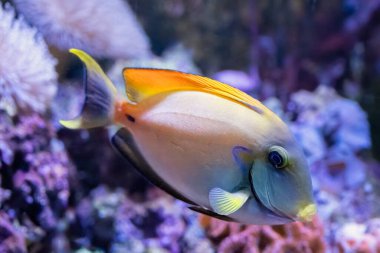 Acanthurus bariene, Acanthuridae familyasından bir balık türüdür (