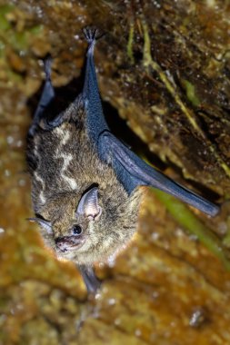 Saccopteryx bilineata are the most common bats seen in the rainforest, as they often roost on the outside of large trees. They are insectivores and use echolocation. clipart